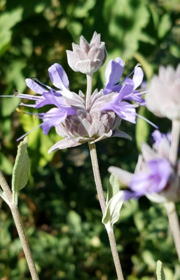 Salvia clevelandii 'Pozo Blue' - Grey Musk Sage | PlantMaster Salvia clevelandii 'Pozo Blue' - Grey Musk Sage | PlantMaster