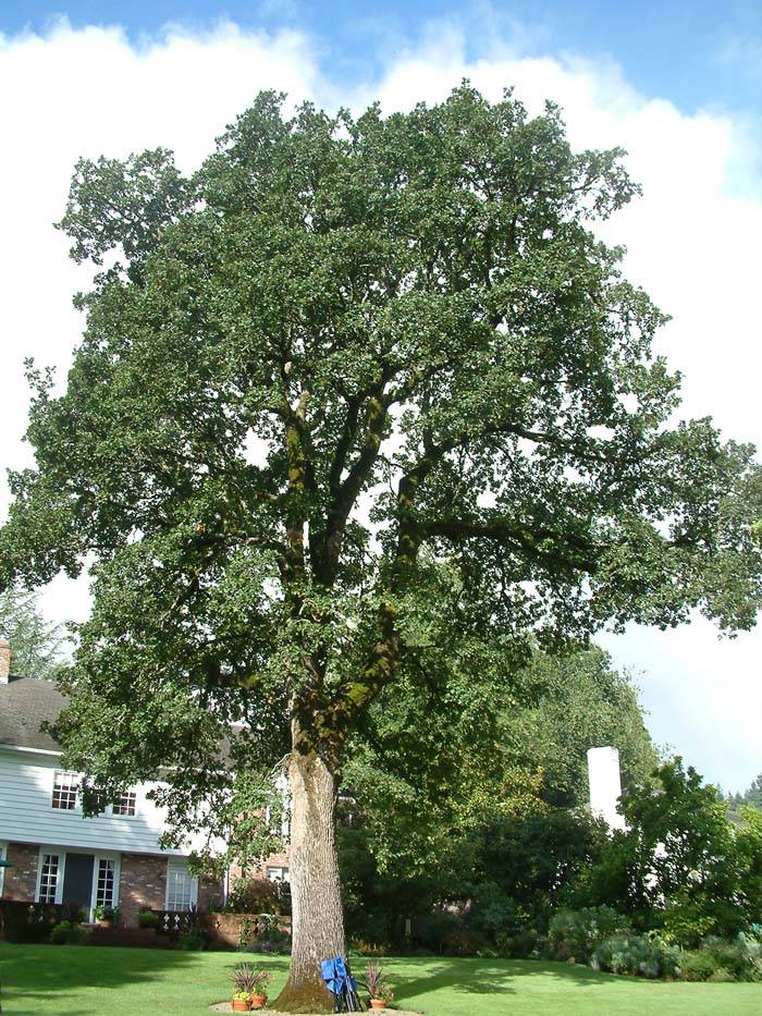 Quercus garryana