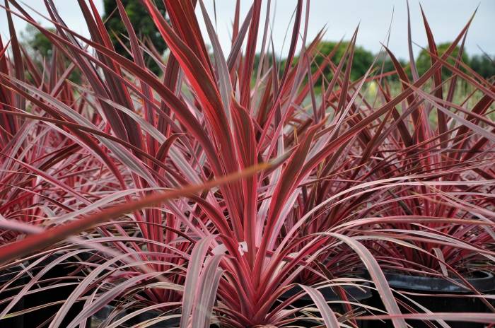 Cordyline 'Electric Pink'