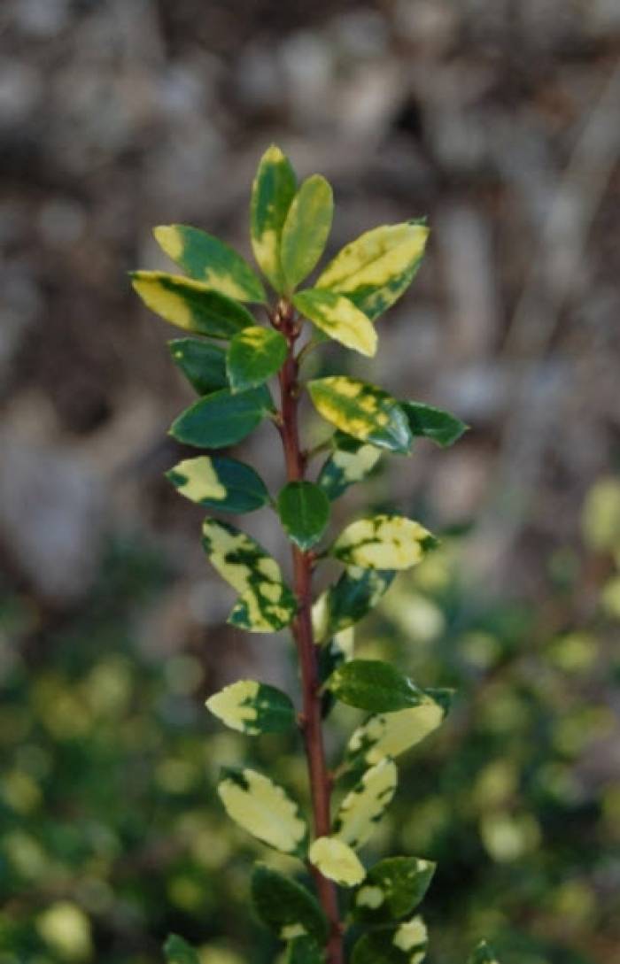 Ilex crenata 'Variegata' - Variegated Holly | PlantMaster