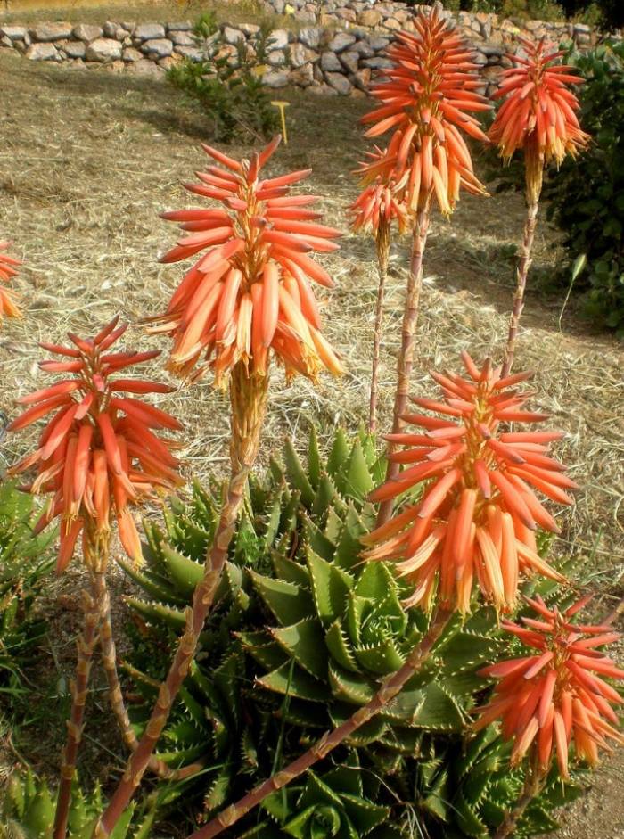 Aloe x nobilis - Golden PlantMaster Aloe Toothed 