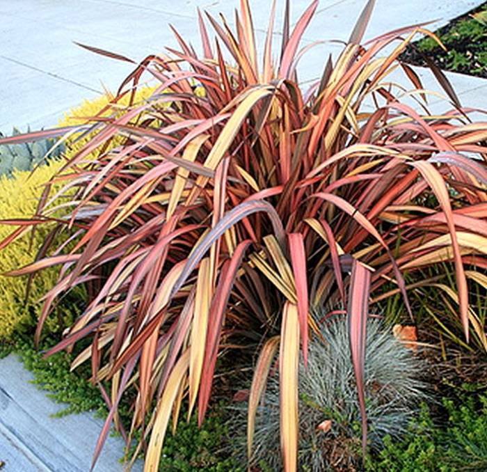 Phormium 'Jester' - Jester Flax | PlantMaster