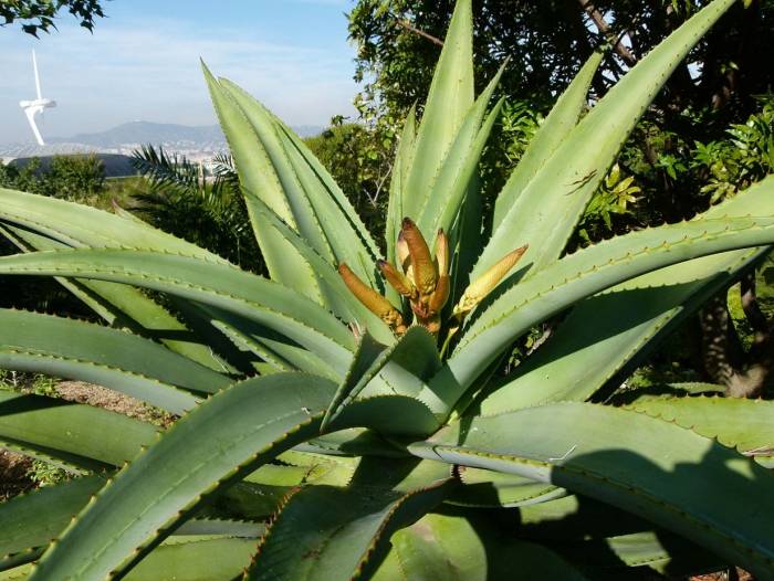 Aloe Thraskii Coast Aloe Plantmaster 6182