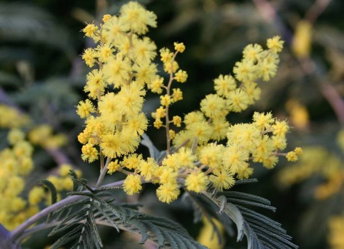 Acacia dealbata - Silver Wattle | PlantMaster