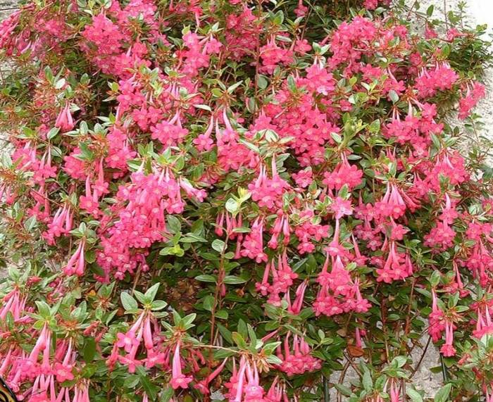 PS 801 FL25 Master List | Plants