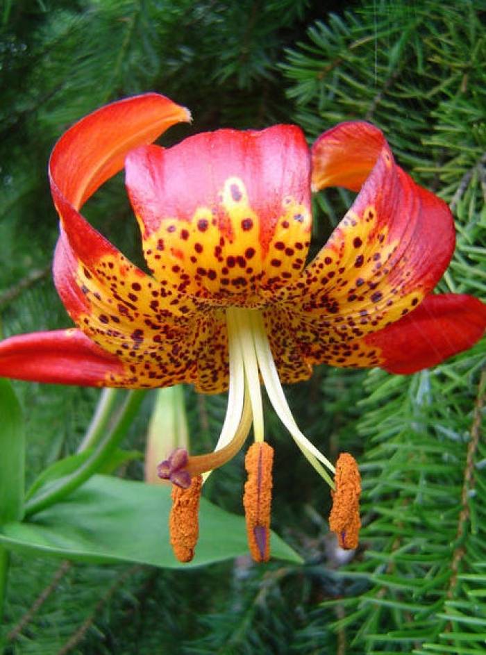 Yellow Tiger Lily Plant