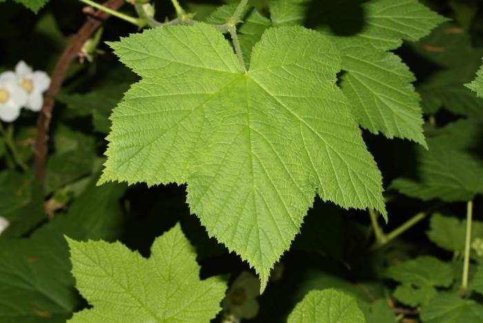 Rubus parviflorus - Western Thimbleberry | PlantMaster