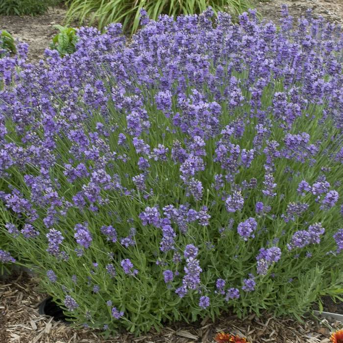 Munstead Lavender, Lavandula angustifolia 'Munstead', Monrovia Plant