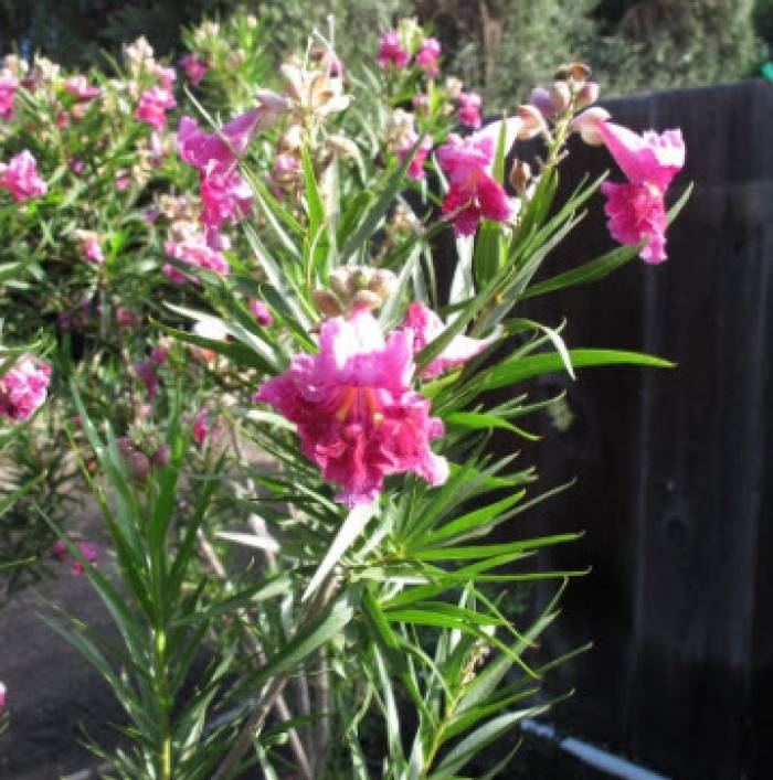 21+ Arts Seedless Desert Willow