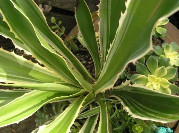 philodendron sodiroi ornatum Philodendron sodiroi – Foliage Factory