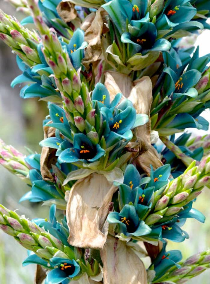 Puya alpestris - Sapphire tower | PlantMaster