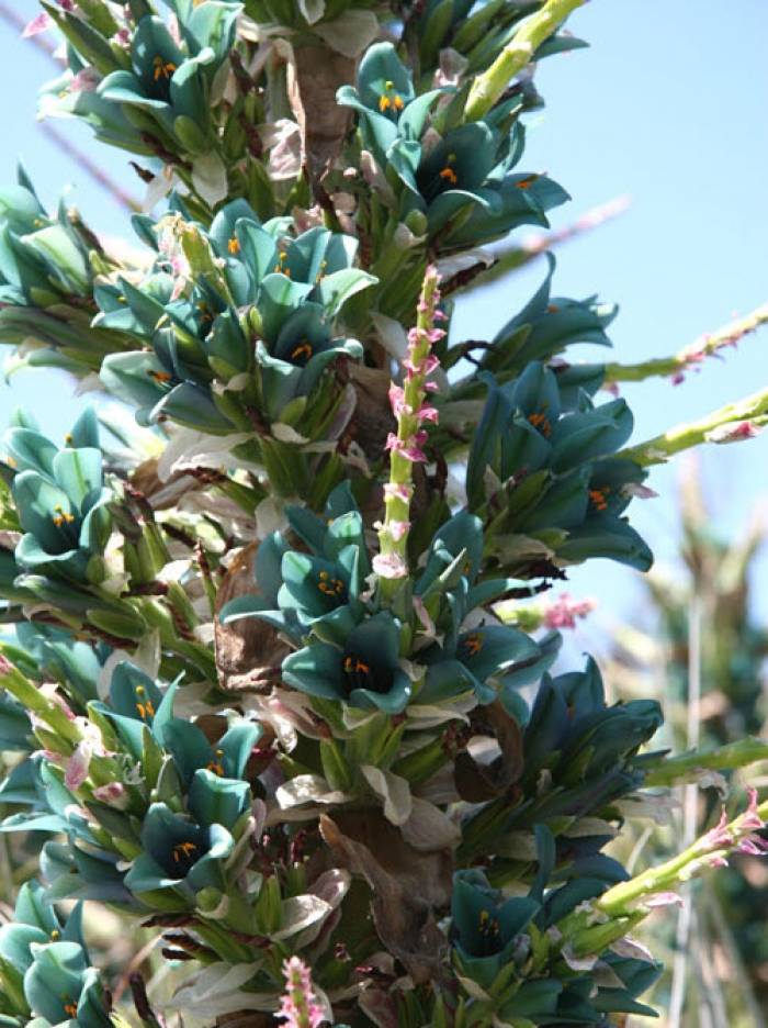 Puya alpestris - Sapphire tower | PlantMaster