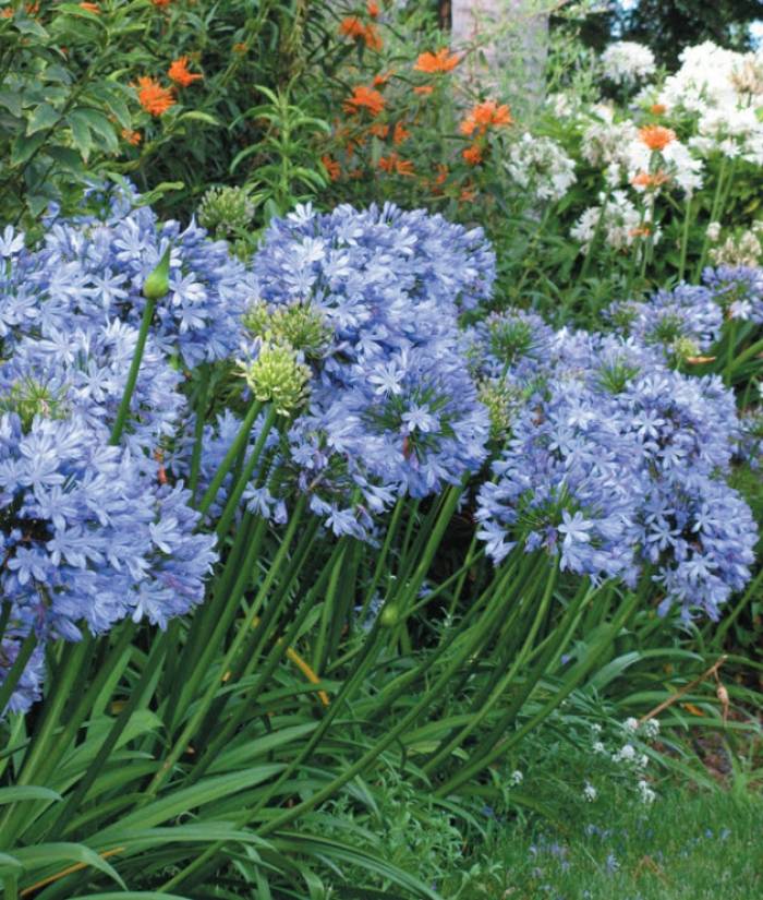 『ユイカ』 1st LIVE「Agapanthus」 National Plant Network 1 gal Agapanthus Live Perennial Plant