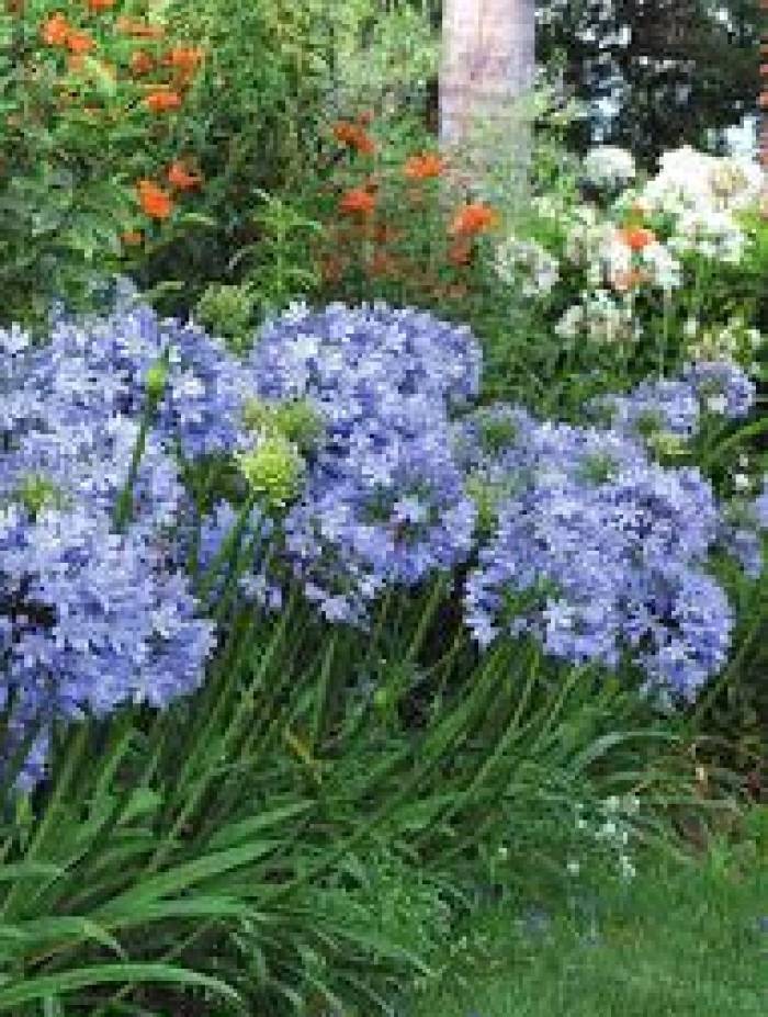 Agapanthus deja™ 'Sky Blue' - Deja™ Sky Blue Lily of the