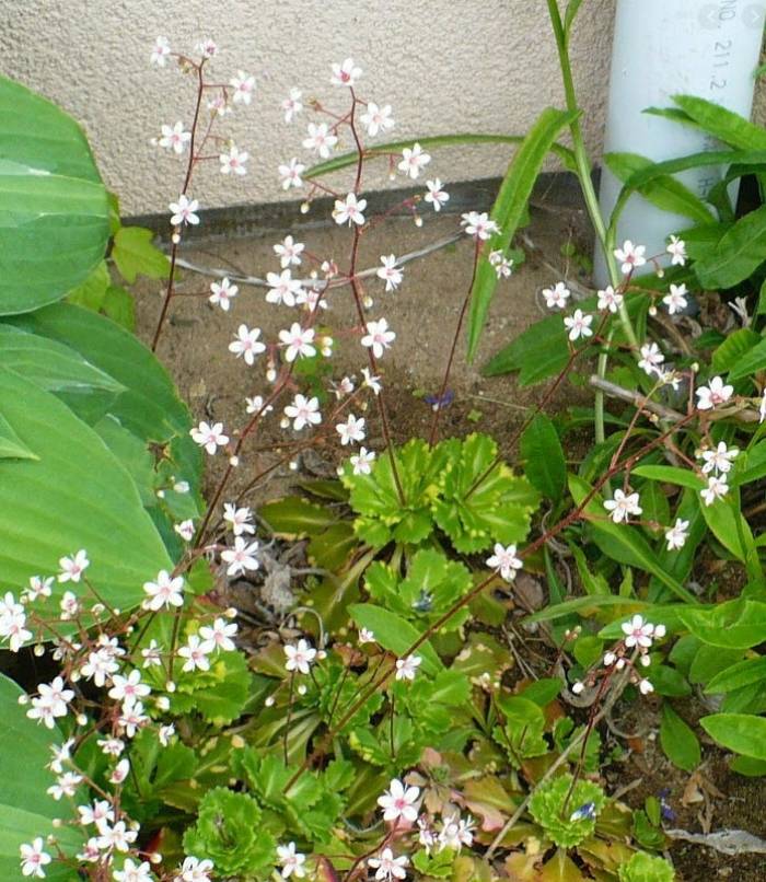 Saxifraga x urbium - London Pride | PlantMaster