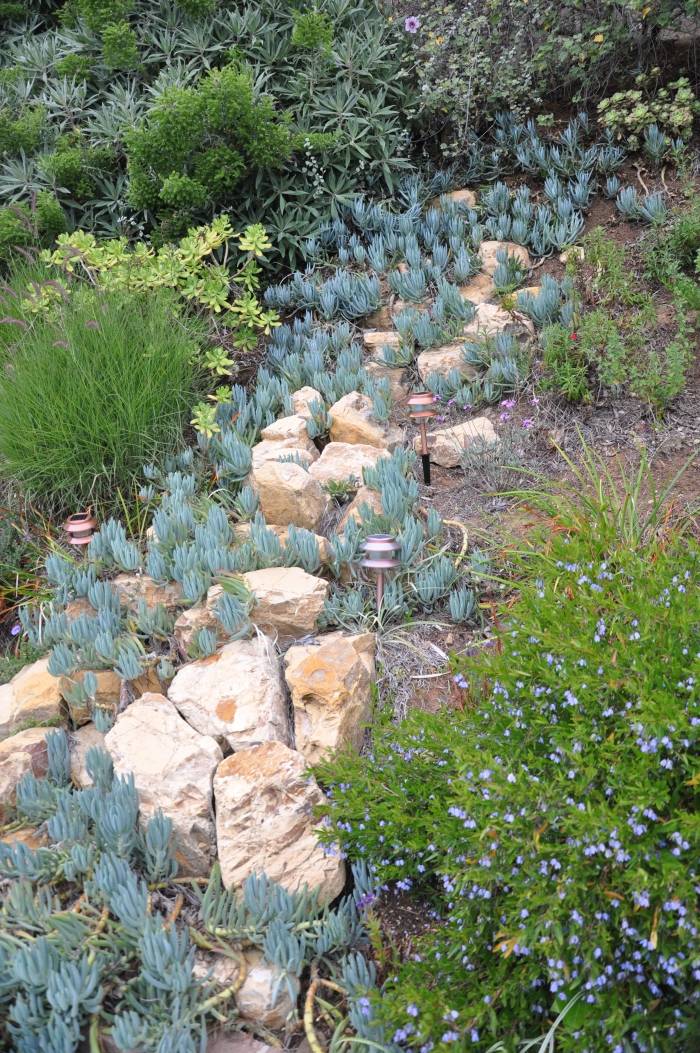 Senecio mandraliscae - Kleinia | PlantMaster