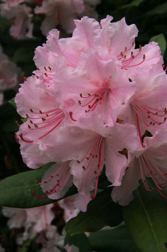 Rhododendron 'Christmas Cheer' - Christmas Cheer Rhododendron | PlantMaster
