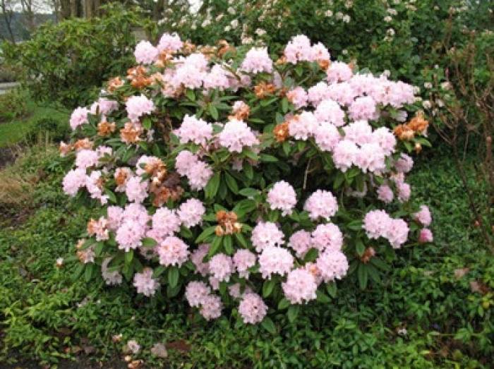 Rhododendron 'Christmas Cheer' - Christmas Cheer Rhododendron | PlantMaster