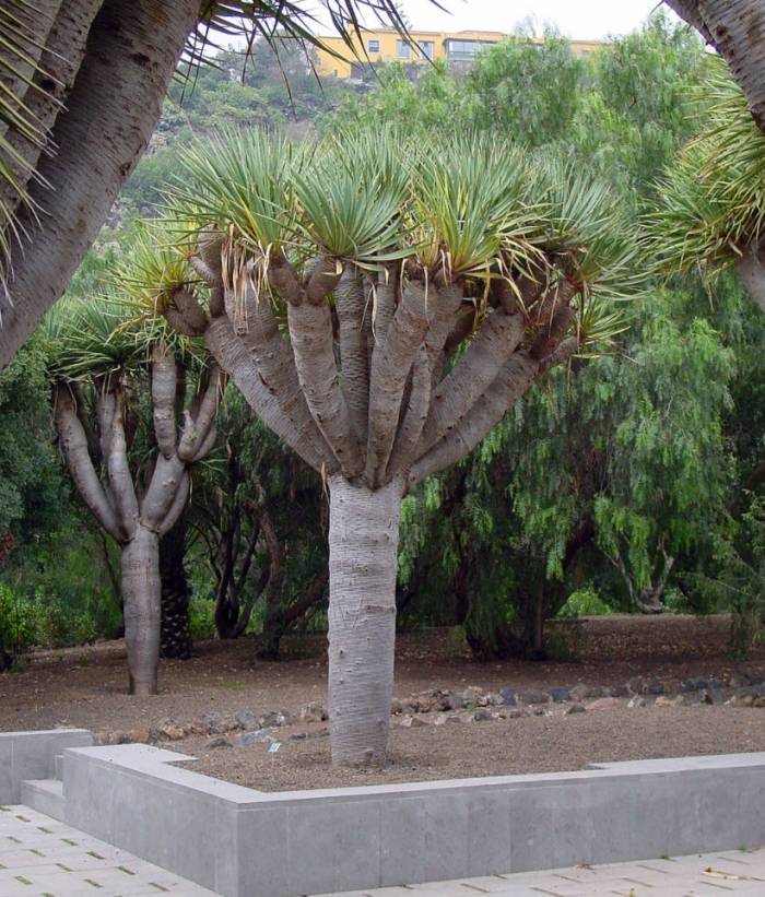 Dracaena draco - Dragon Tree | PlantMaster