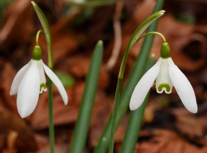 snowdrop snowdrop-galanthus-nivalis-