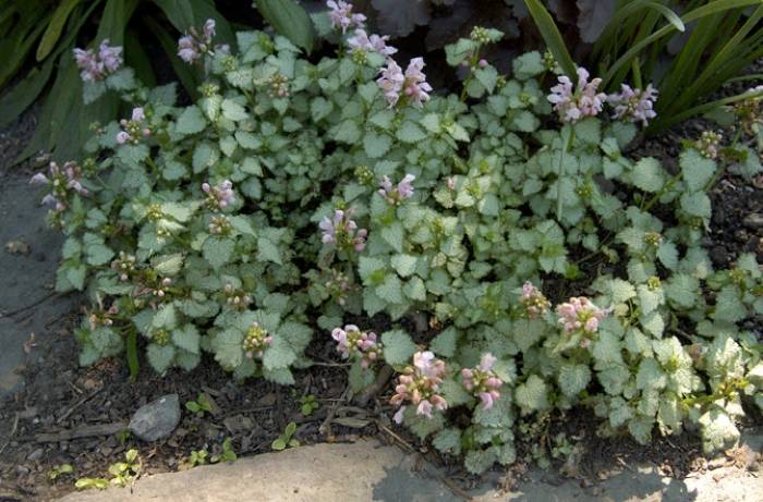 Lamium maculatum 'Pink Pewter' - Pink Pewter Nettle | PlantMaster