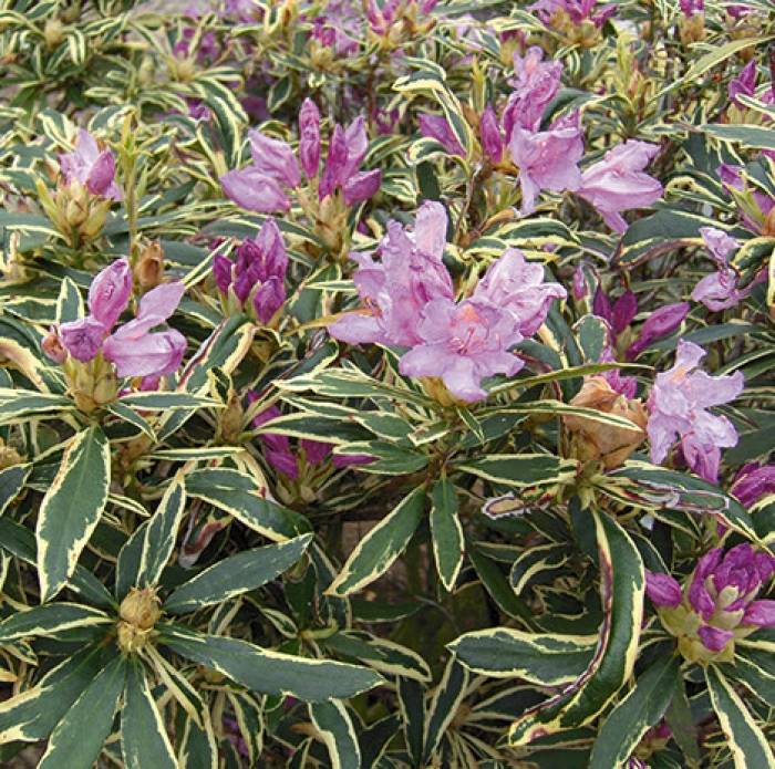 Rhododendron ponticum - Pontic Rhododendron | PlantMaster