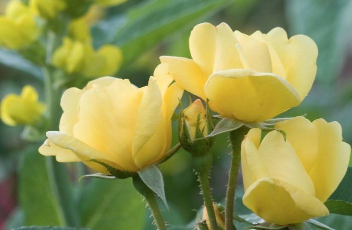 Rosa 'Radsunny' KNOCK OUT - Sunny Knock Out® Rose | PlantMaster