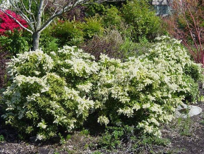 china doll plant Radermachera Sinica 'China Doll' Plant Seeds