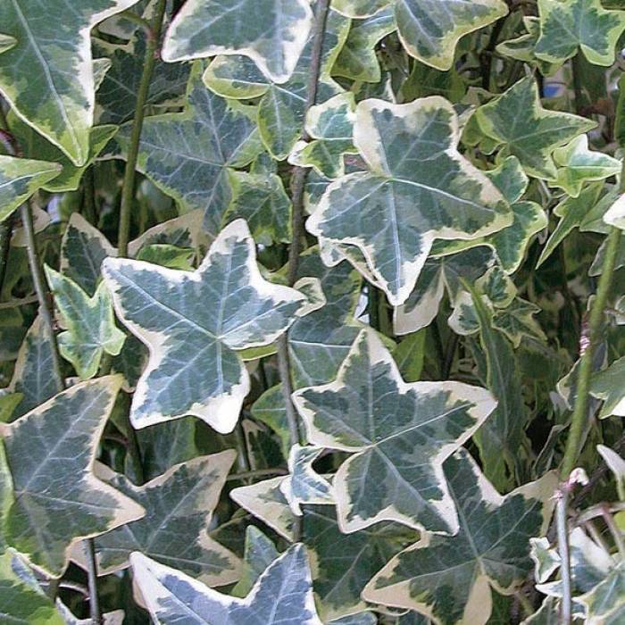 English Ivy | Hedera Helix Varigated