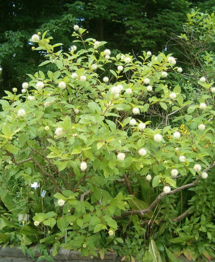 ACES Plant ID Class List 4 | Plants