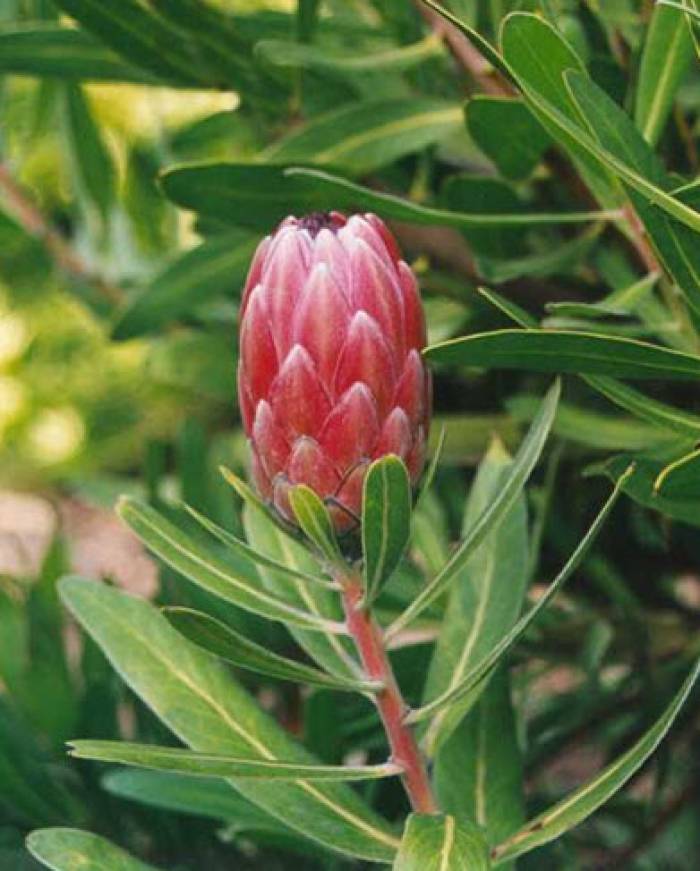 Protea 'Pink Ice' - Oleanderleaf Protea | PlantMaster