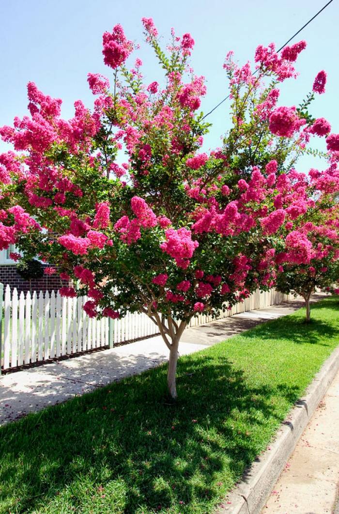 Crepe myrtle online sioux