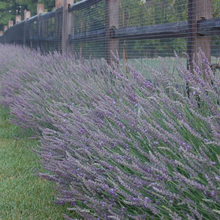 Phenomenal™ Lavender Plant