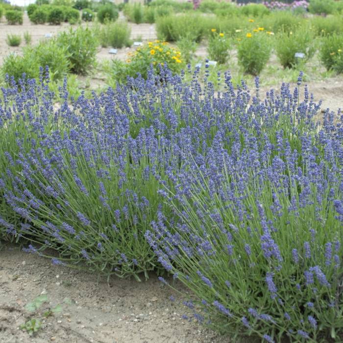 Lavandula species