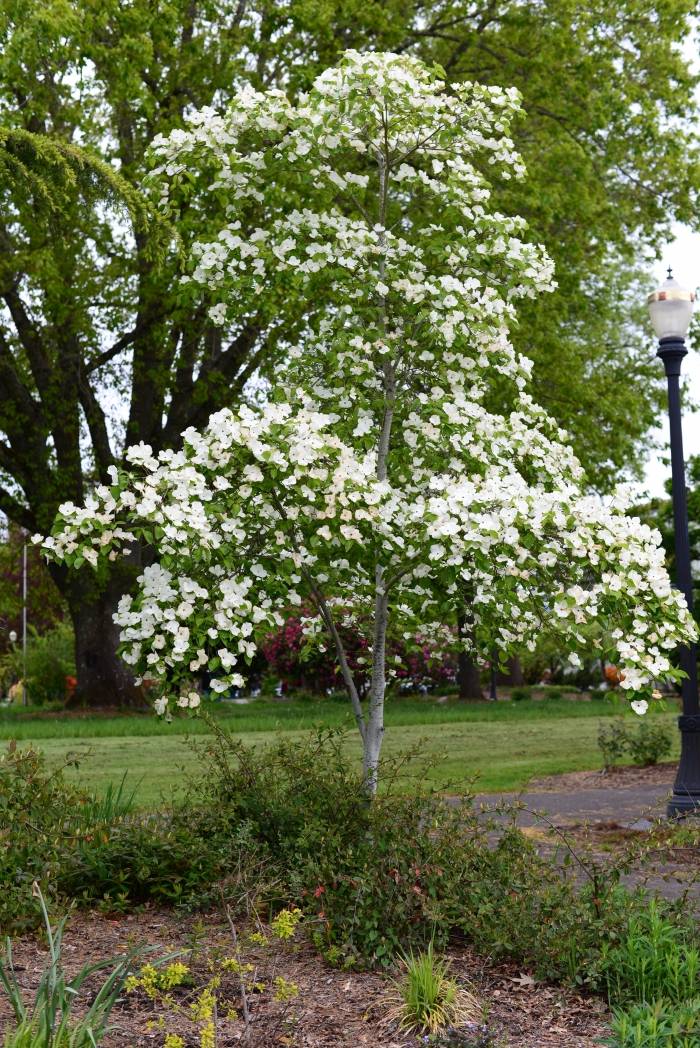 Cornus florida 'Alba'