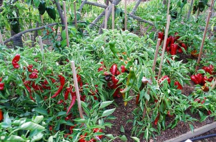 acidic planting soil Coast of Maine 20 Qt. Acid-Loving Plants Soil main image 1