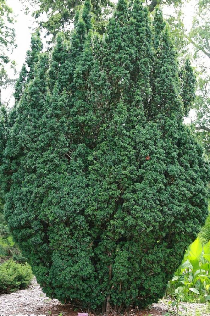 dünger thuja hecke Thuja Dünger | perfekt gedüngte Koniferen-Pflanzen!