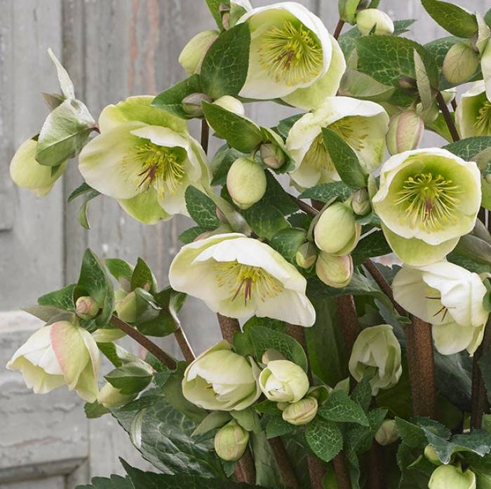 Helleborus x hybridus 'Moondance' - FrostKiss Moondance Hellebore