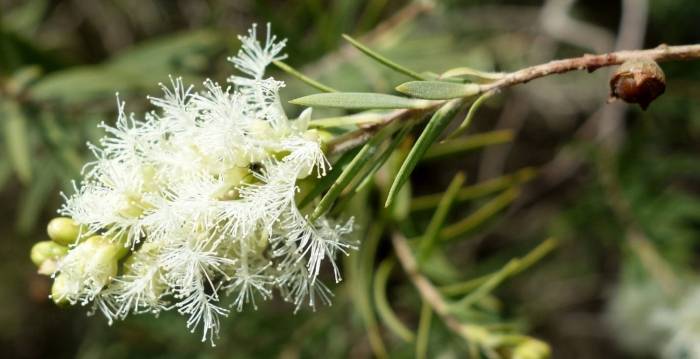 Melaleuca linariifolia