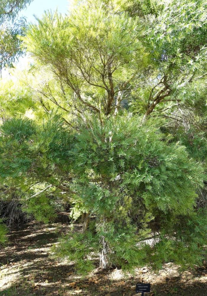 Melaleuca linariifolia - Flax Leaf Paperbark | PlantMaster