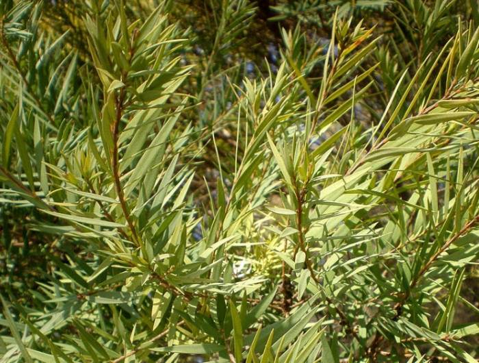 Melaleuca linariifolia