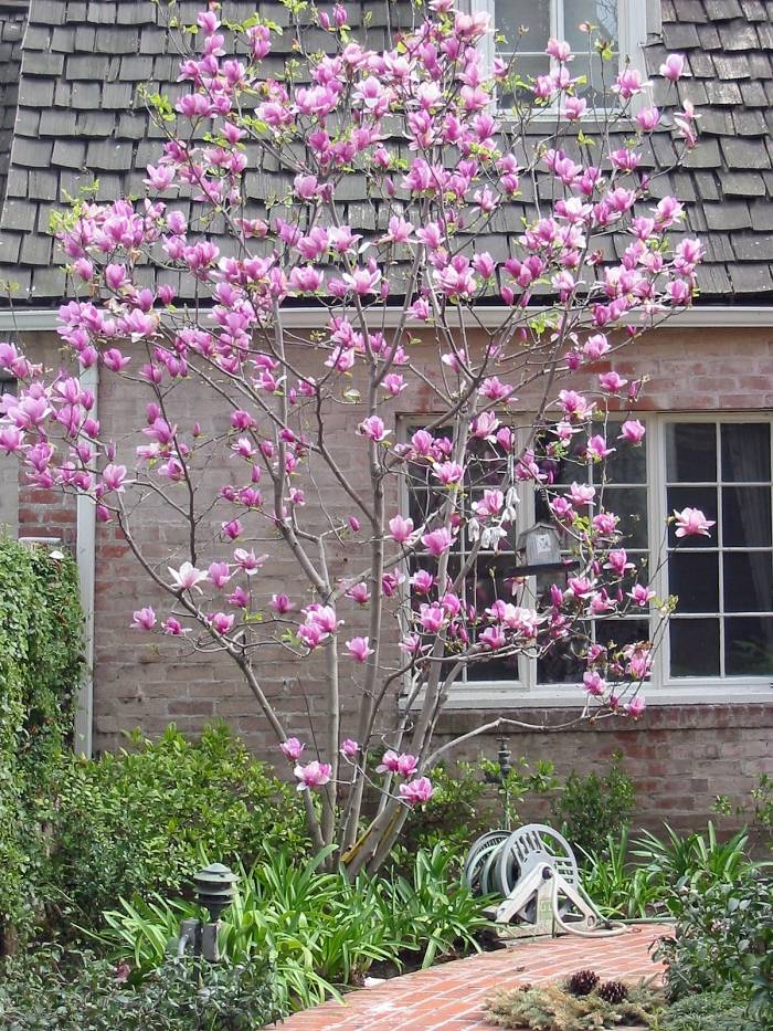 UC Marin Master Gardeners - Trees for backyards and patios | Plants