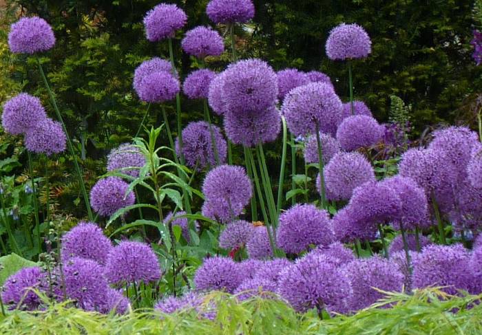 Allium cristophii - Star of Persia | PlantMaster