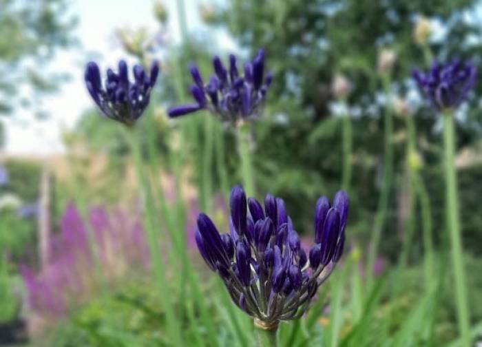 Agapanthus 'Black Pantha' - Black Pantha Lily of the Nile | PlantMaster