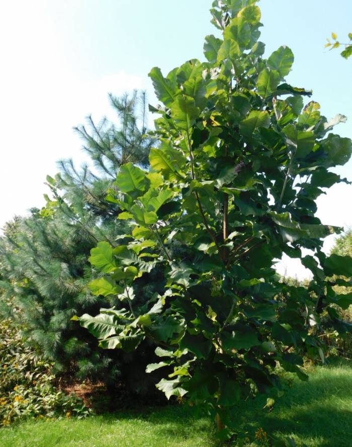 ACES Plant ID Class-List 2 | Plants