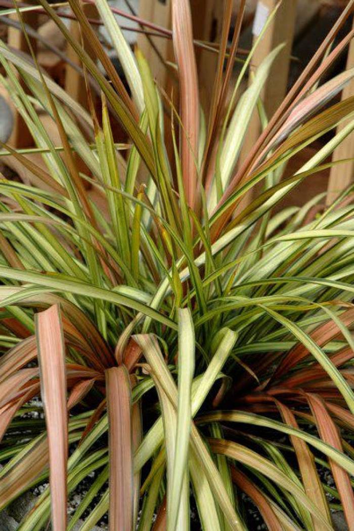 Cordyline Cha Cha Cha Cha Cordyline PlantMaster