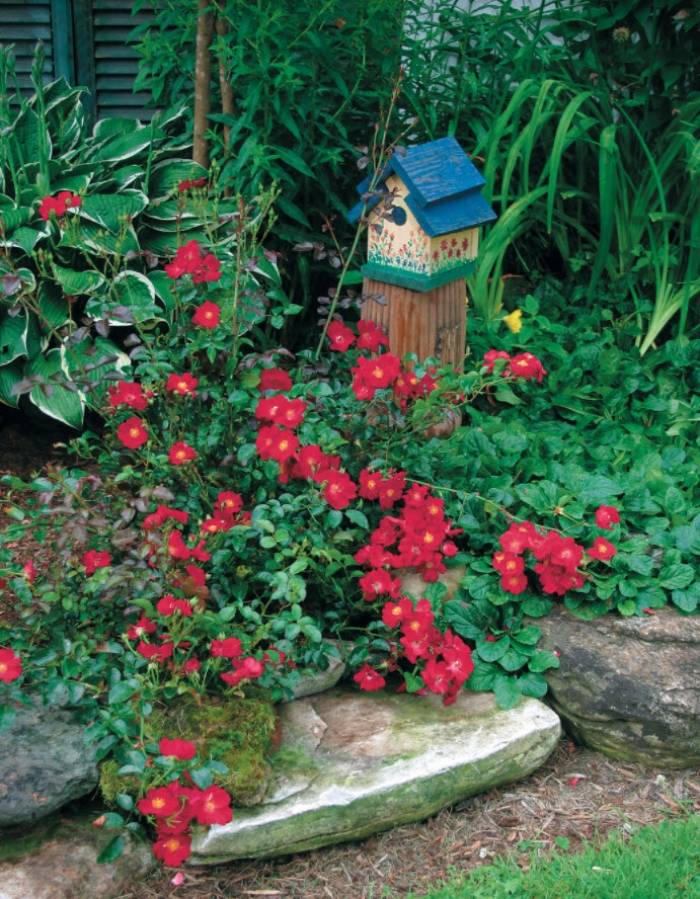 Red Ribbons Groundcover Rose