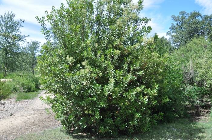 Heteromeles arbutifolia - Toyon | PlantMaster