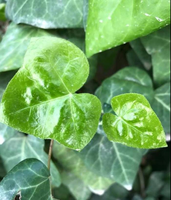 Hedera algeriensis - Algerian Ivy | PlantMaster