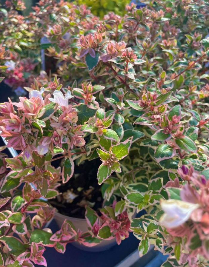 PS 801 FL25 Master List | Plants